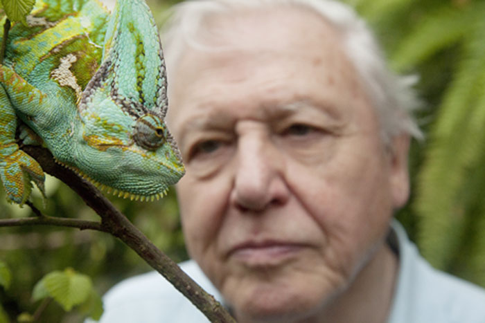 David Attenborough sikersorozata debütál az OzoneTV-n