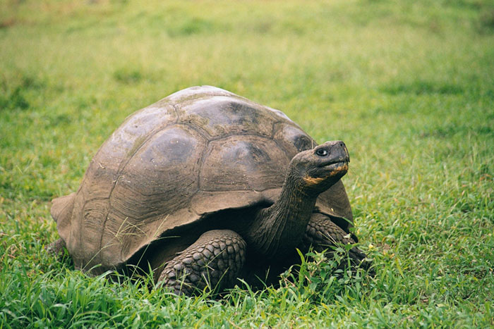 Ma van a teknősök világnapja – íme, a legkülönlegesebbek